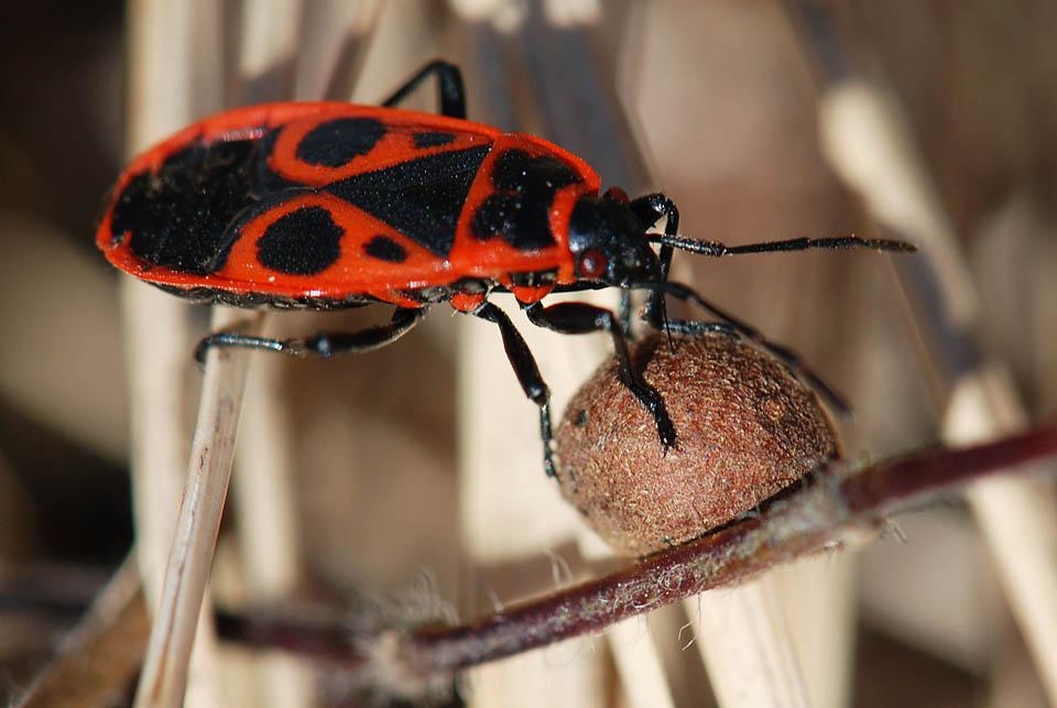 Chi  : Pyrrhocoris apterus